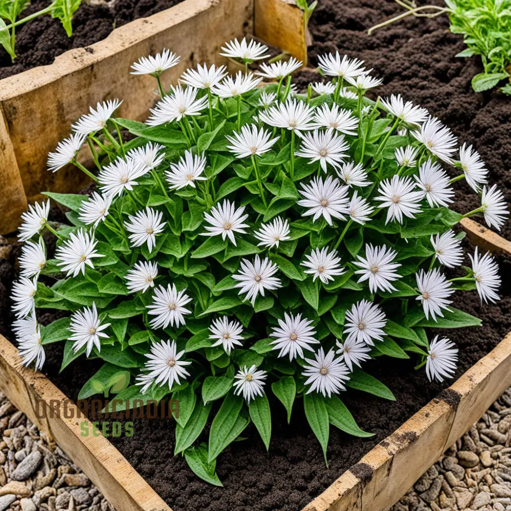 Xeranthemum Annuum Flower Seeds , Drought-Tolerant Garden Blooms, High-Quality Annuum Flower Seeds - Image 4