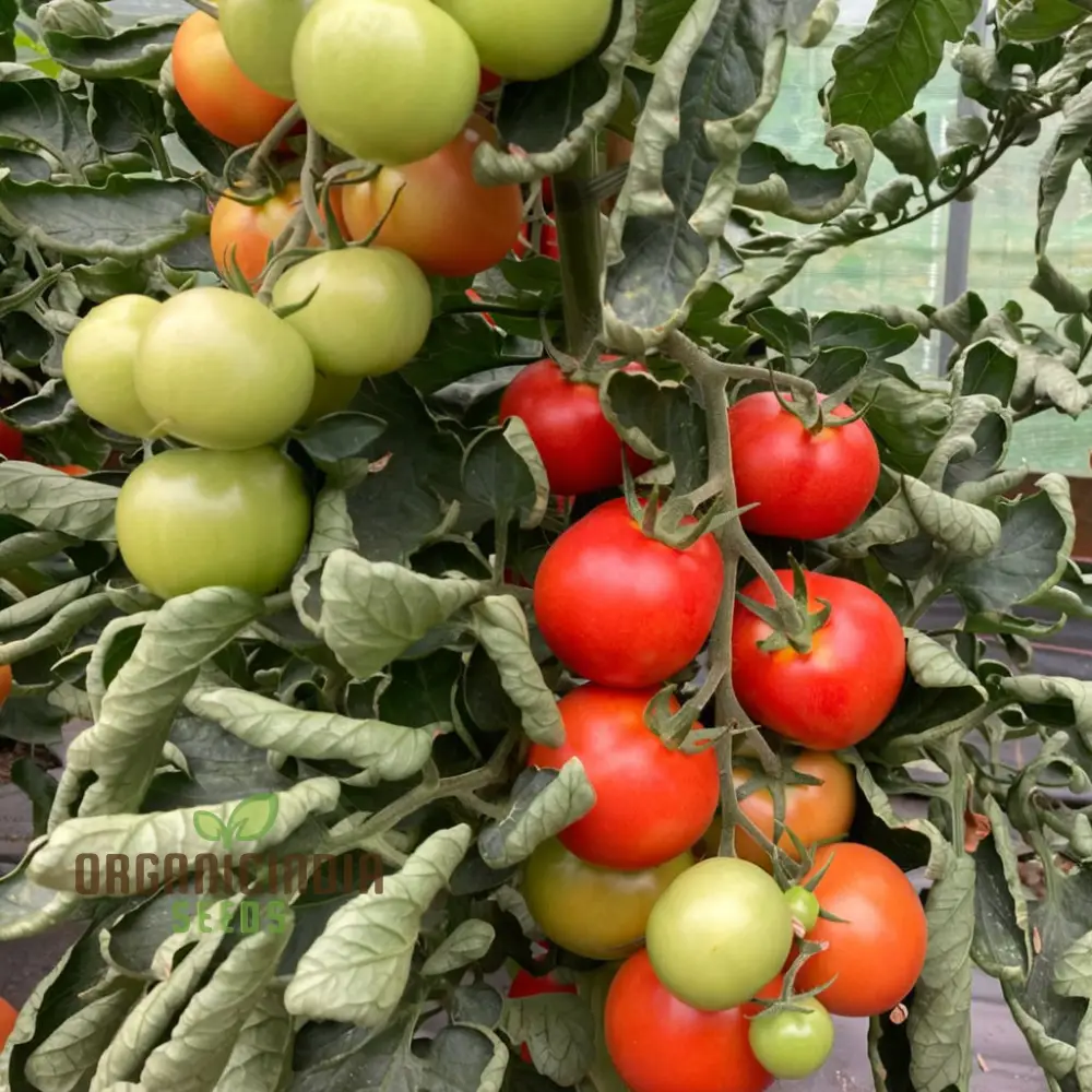 Y DDRAIG GOCH (RED DRAGON) TOMATO Vegetable Seeds for Gardening, High-Quality Seeds for Growing Delicious Tomatoes