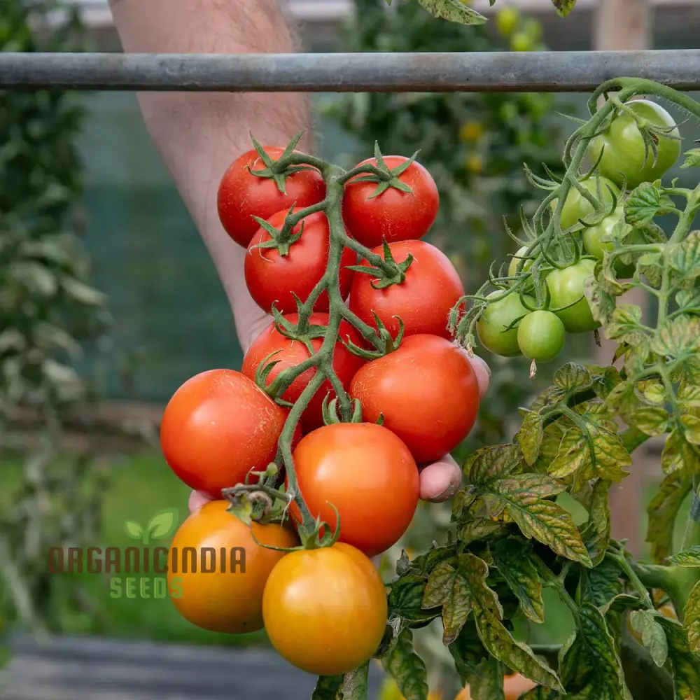 Y DDRAIG GOCH (RED DRAGON) TOMATO Vegetable Seeds for Gardening, High-Quality Seeds for Growing Delicious Tomatoes - Image 3