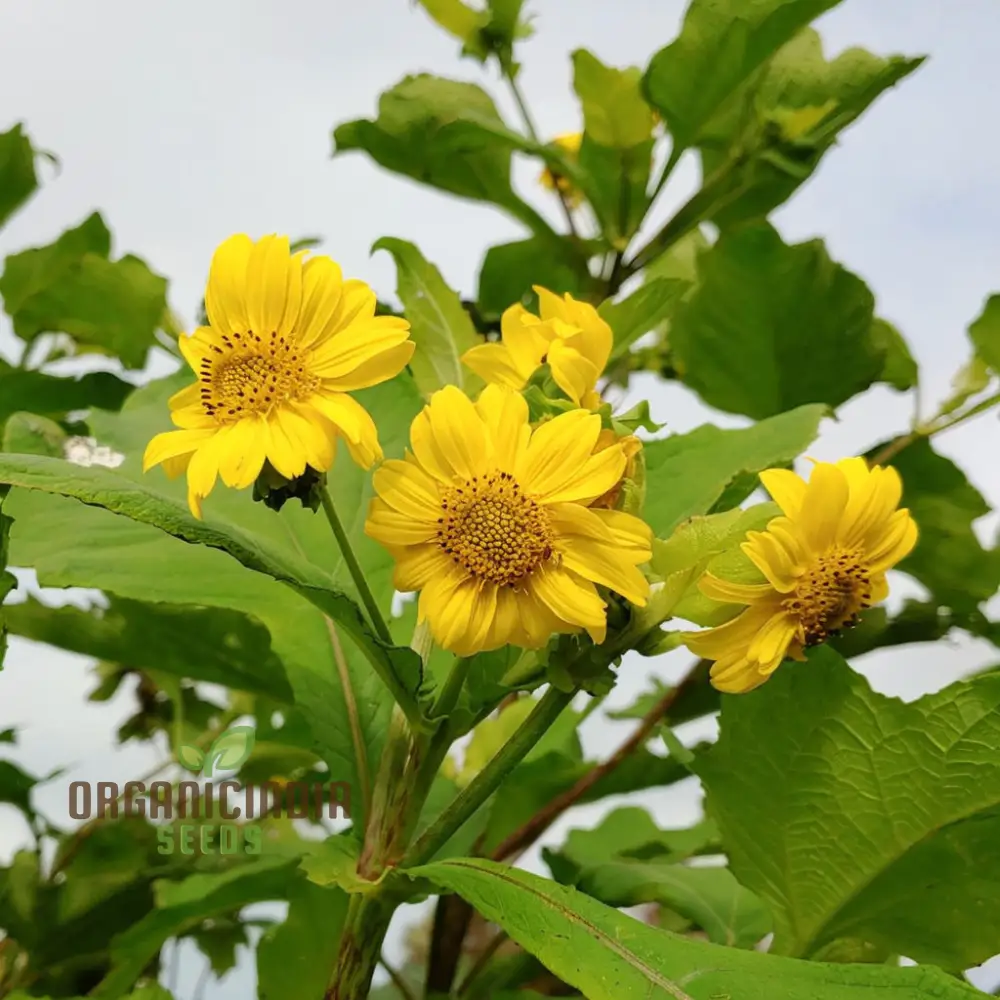 Yacon Flower Seeds – Premium Flower Seeds for Gardening - Image 3