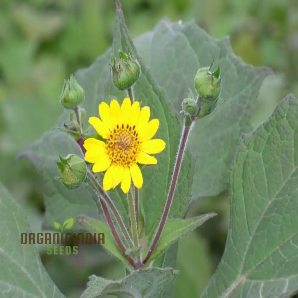 Yacon Flower Seeds – Premium Flower Seeds for Gardening - Image 4