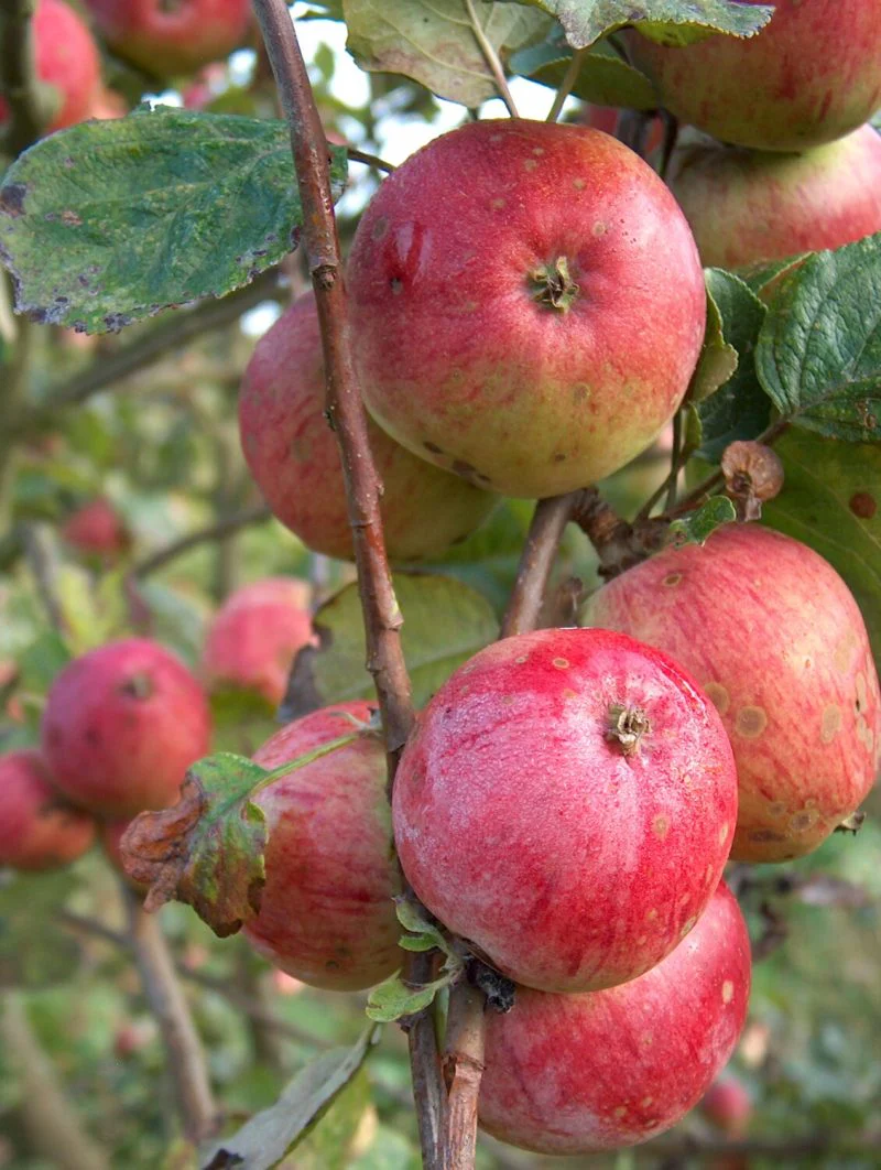 Yarlington Mill Apple Seeds for Planting – Rich, Sweet & Aromatic Cider Apples - Image 2