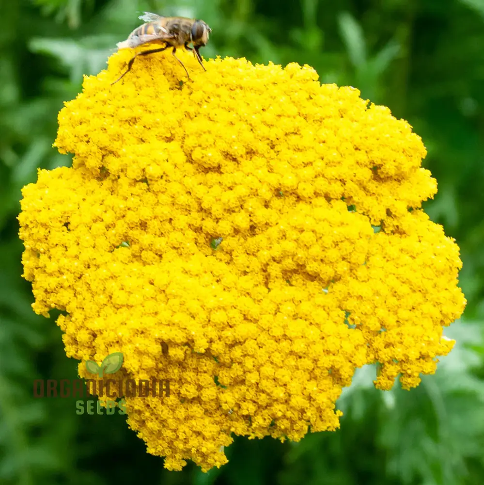 Yarrow Cloth of Gold Seeds for Vibrant Blooms and Flourishing Gardens!
