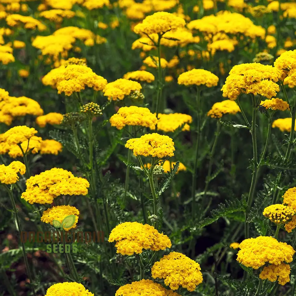 Yarrow Cloth of Gold Seeds for Vibrant Blooms and Flourishing Gardens! - Image 3