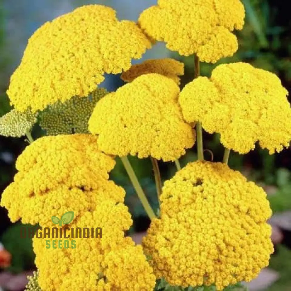 Yarrow Cloth of Gold Seeds for Vibrant Blooms and Flourishing Gardens! - Image 4