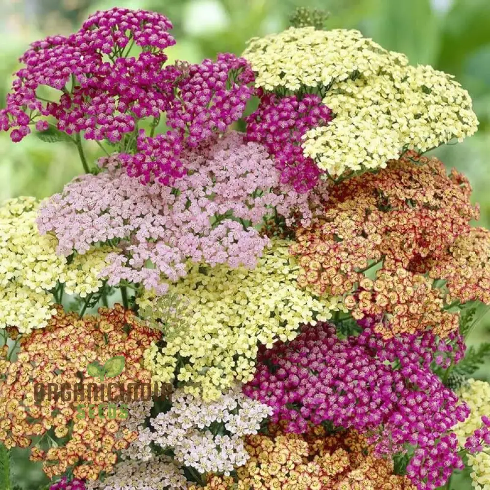 Yarrow Western Flower Seeds for Planting - 1500 Mixed Yarrow Western Flower Seeds Non GMO & Heirloom Seeds Garden Flower Seeds