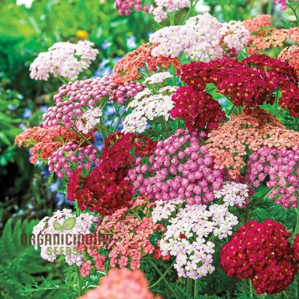 Yarrow Western Flower Seeds for Planting - 1500 Mixed Yarrow Western Flower Seeds Non GMO & Heirloom Seeds Garden Flower Seeds - Image 3