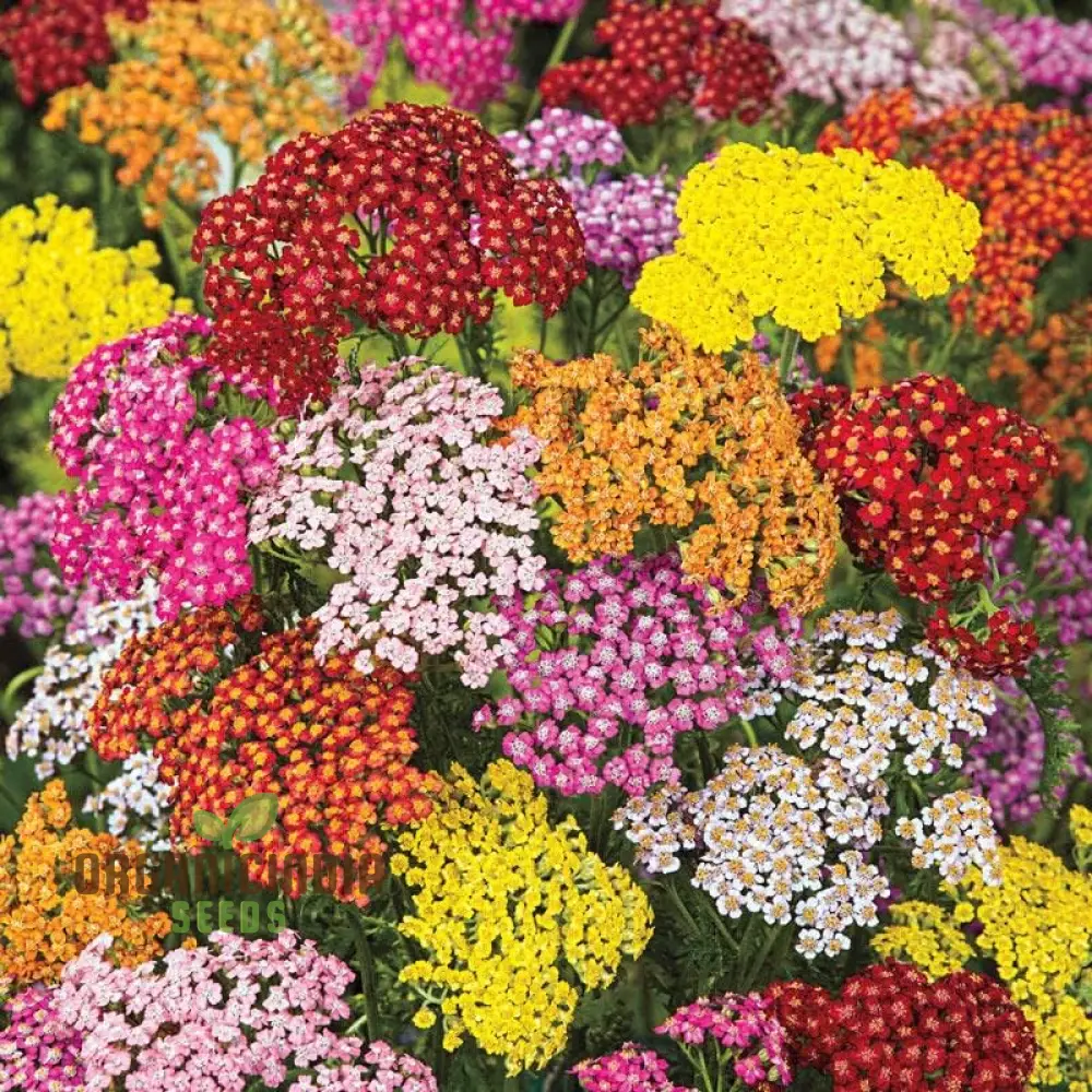 Yarrow Western Flower Seeds for Planting - 1500 Mixed Yarrow Western Flower Seeds Non GMO & Heirloom Seeds Garden Flower Seeds - Image 4