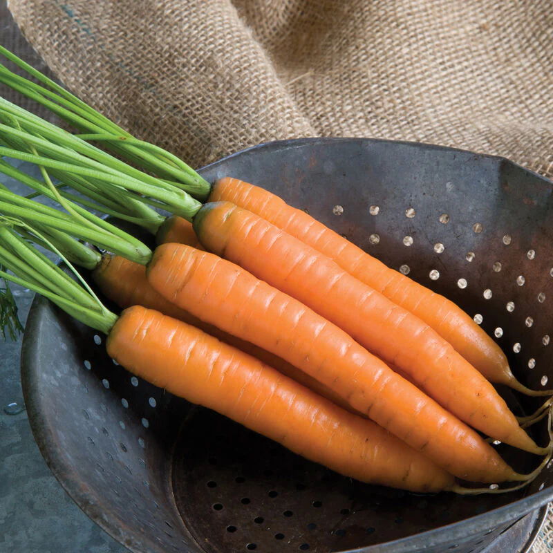 Yaya Carrot Seeds – Premium Quality, Sweet & Crisp Hybrid Carrots - Image 3
