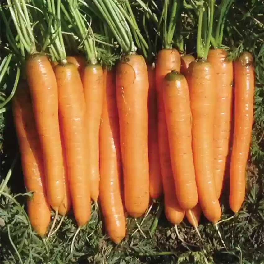 Yaya Carrot Seeds – Premium Quality, Sweet & Crisp Hybrid Carrots - Image 4