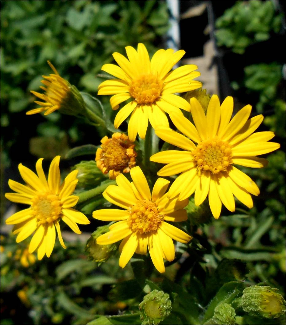 Yellow Aster Flower Seeds , Bright Golden Blooms, Easy to Grow, Non-GMO