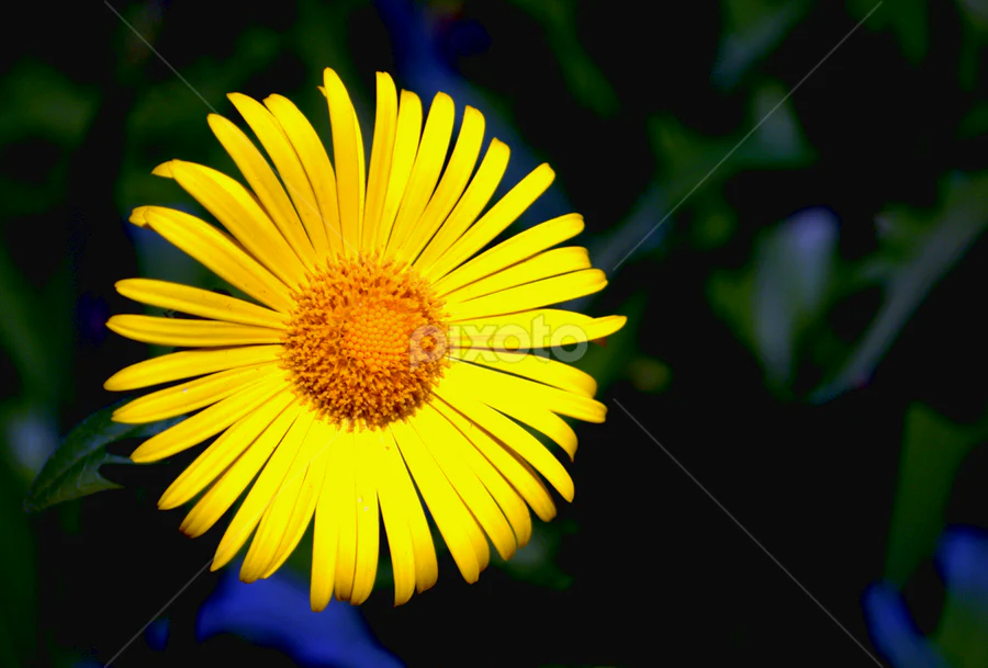Yellow Aster Flower Seeds , Bright Golden Blooms, Easy to Grow, Non-GMO - Image 2