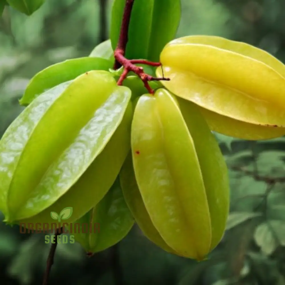 Yellow Averroes Carambola, Star Fruit, Premium Quality New Fresh Fruit Seeds for Planting, Enhance Your Garden with Exotic Fruit Seeds