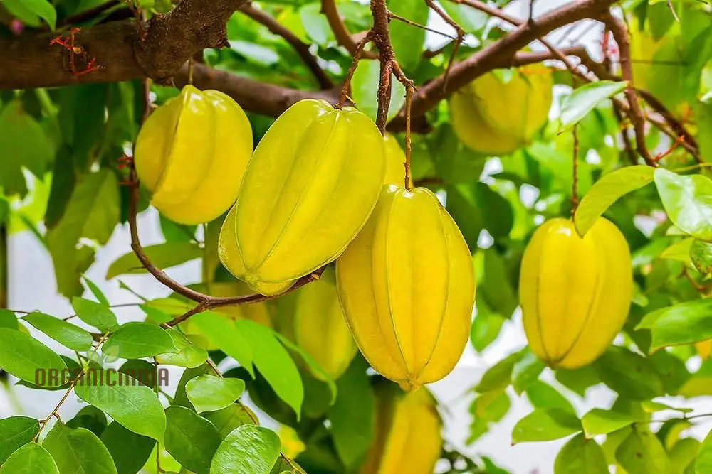 Yellow Averroes Carambola, Star Fruit, Premium Quality New Fresh Fruit Seeds for Planting, Enhance Your Garden with Exotic Fruit Seeds - Image 2