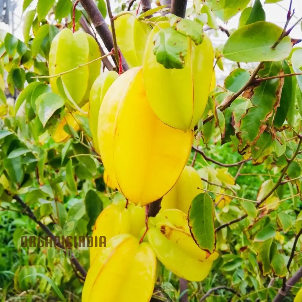 Yellow Averroes Carambola, Star Fruit, Premium Quality New Fresh Fruit Seeds for Planting, Enhance Your Garden with Exotic Fruit Seeds - Image 4