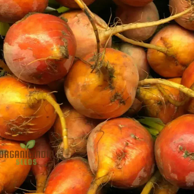 Yellow Beetroot Boldor F1 Vegetable Seeds for Planting, Premium Quality Seeds for Gardening