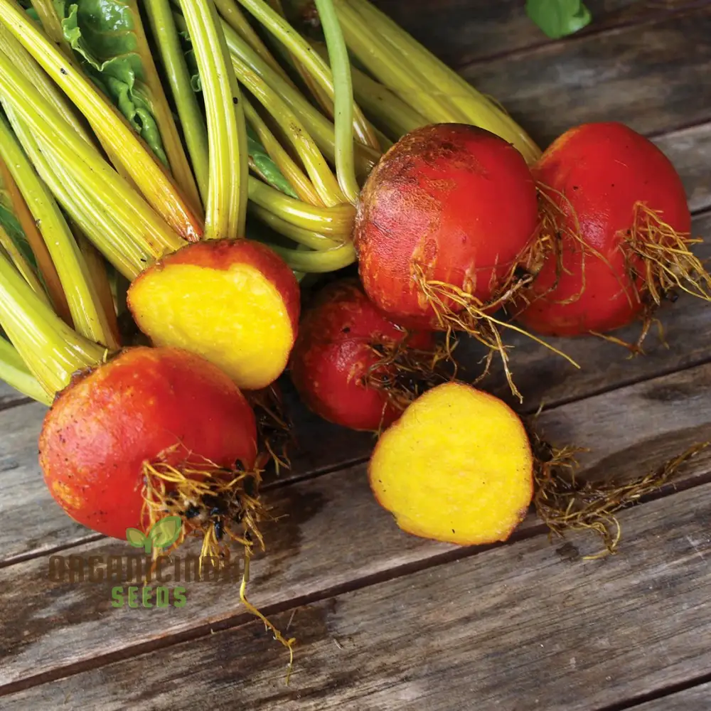 Yellow Beetroot Boldor F1 Vegetable Seeds for Planting, Premium Quality Seeds for Gardening - Image 3
