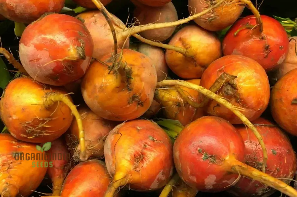 Yellow Beetroot Boldor F1 Vegetable Seeds for Planting, Premium Quality Seeds for Gardening - Image 4