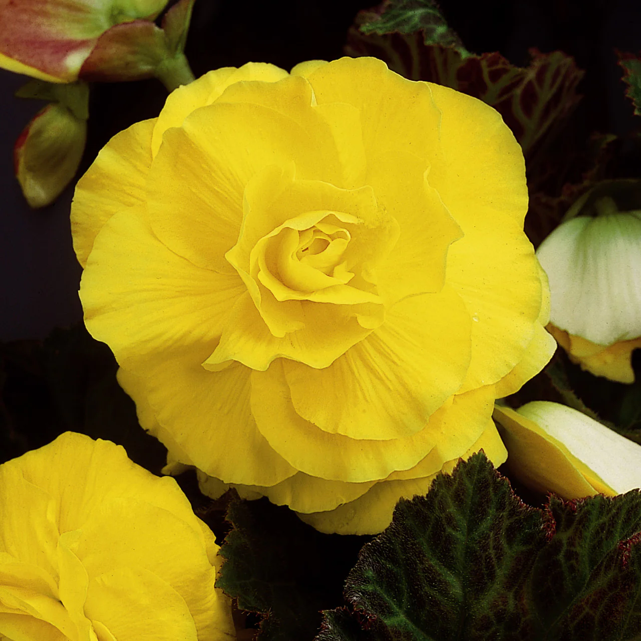 Yellow Begonia Seeds – Radiant Blooms, Easy to Grow, Non-GMO