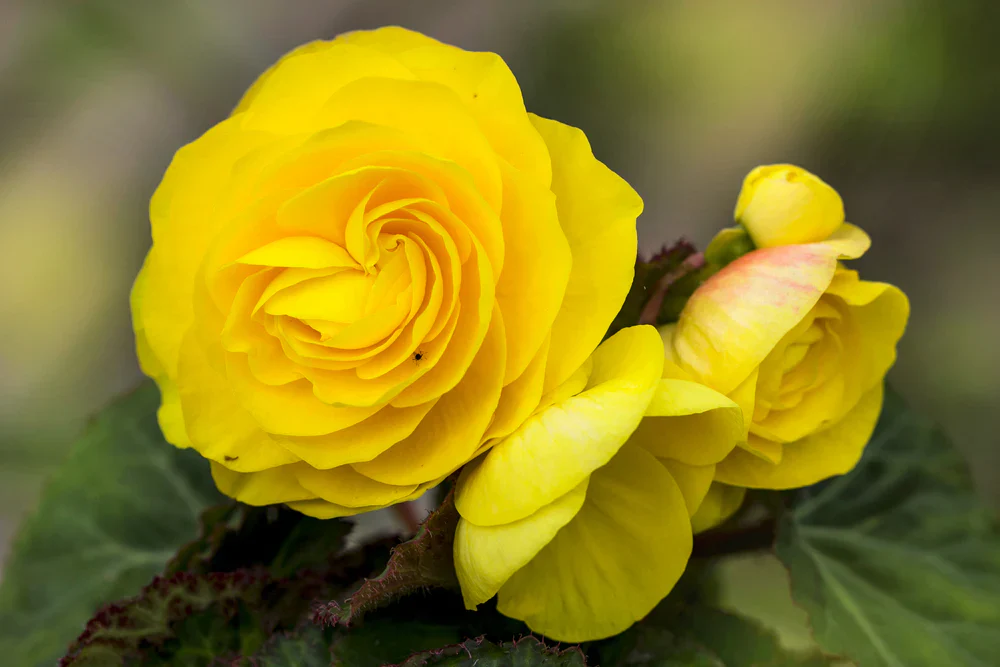 Yellow Begonia Seeds – Radiant Blooms, Easy to Grow, Non-GMO - Image 2