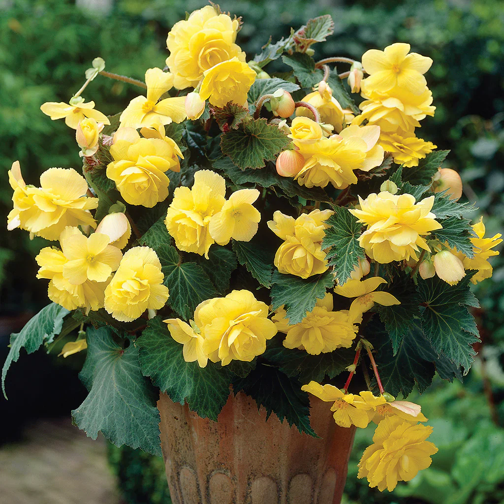 Yellow Begonia Seeds – Radiant Blooms, Easy to Grow, Non-GMO - Image 3
