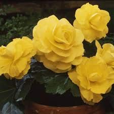 Yellow Begonia Seeds – Radiant Blooms, Easy to Grow, Non-GMO - Image 4