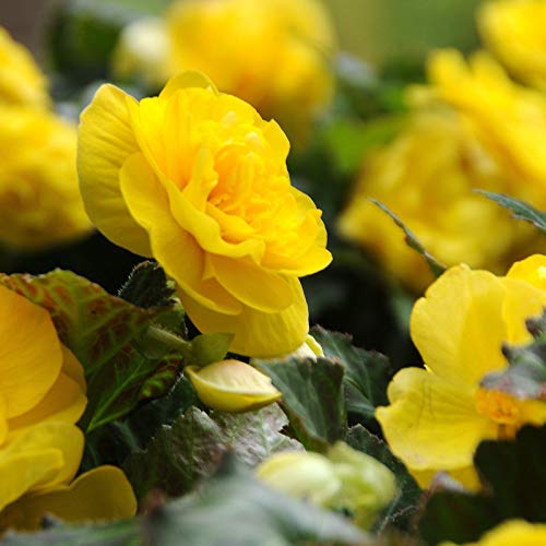 Yellow Begonia Seeds – Radiant Blooms, Easy to Grow, Non-GMO - Image 5