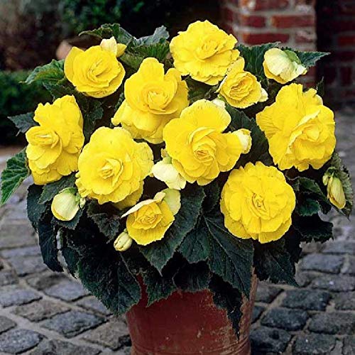 Yellow Begonia Seeds – Radiant Blooms, Easy to Grow, Non-GMO - Image 6