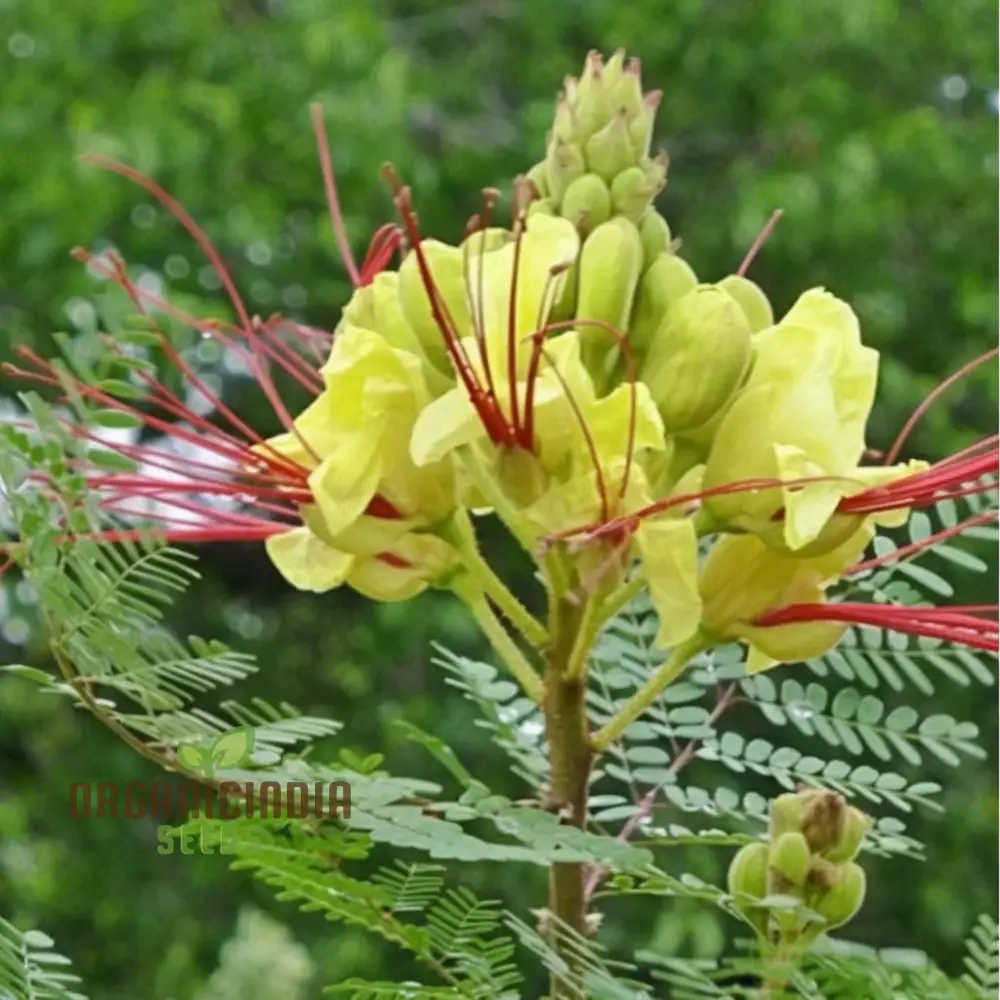 Yellow Bird of Paradise Flower Seeds - Exotic Blooms for Tropical Garden Paradises