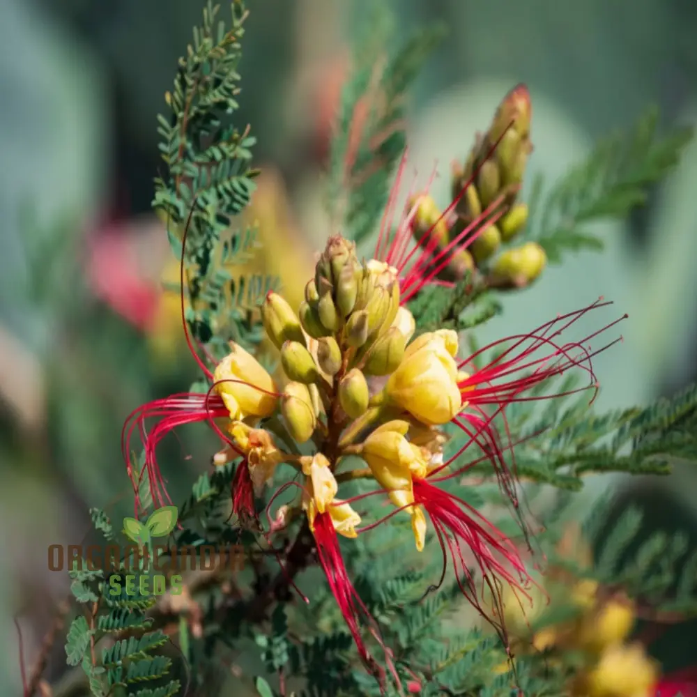 Yellow Bird of Paradise Flower Seeds - Exotic Blooms for Tropical Garden Paradises - Image 3