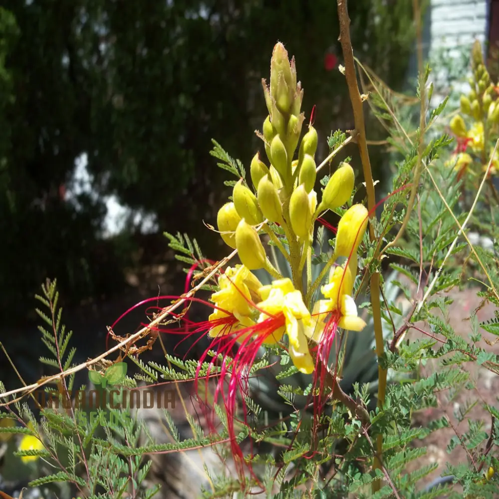 Yellow Bird of Paradise Flower Seeds - Exotic Blooms for Tropical Garden Paradises - Image 4