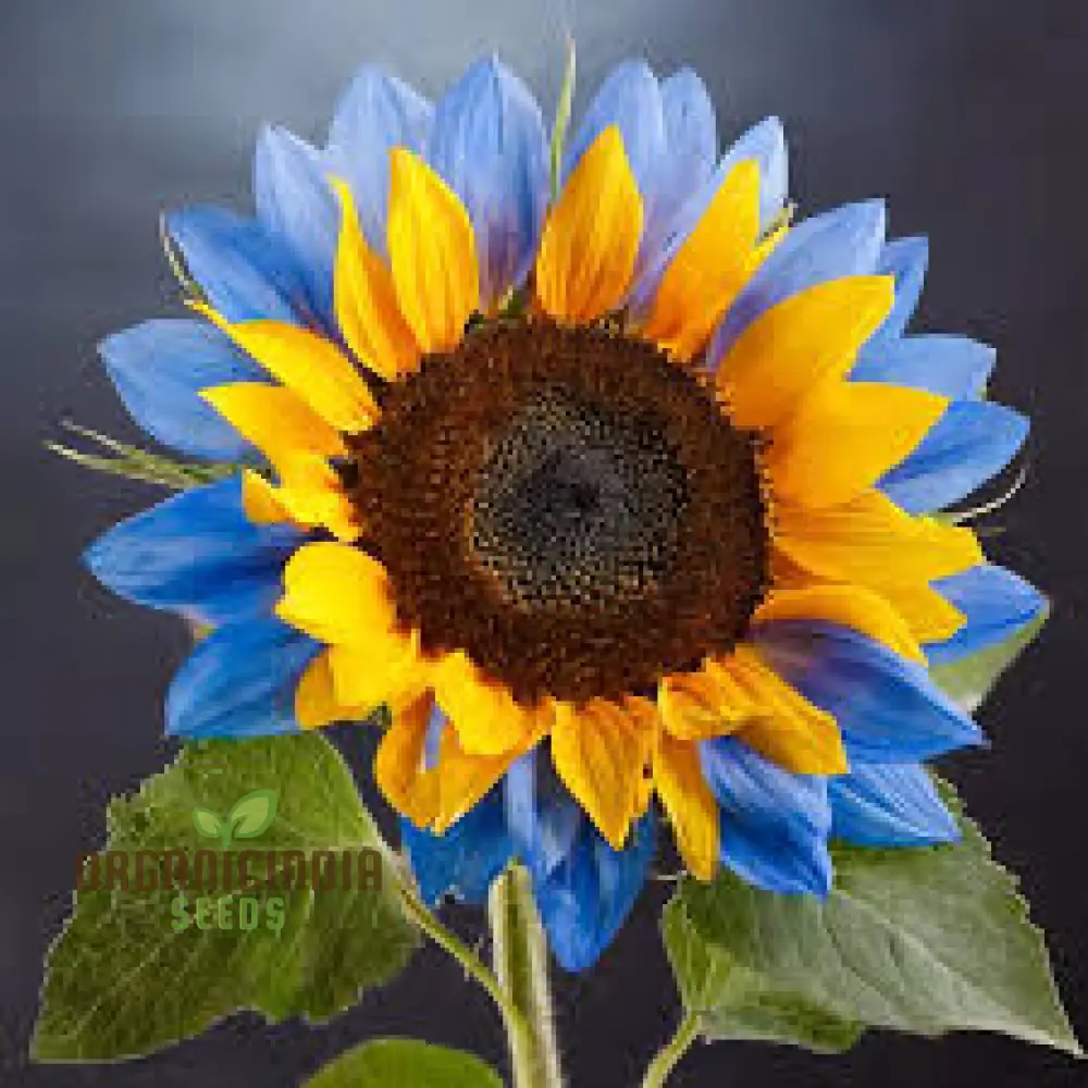 Yellow Blue Blooms to Your Garden, Planting Guide for Yellow Blue Sunflower Seeds - Image 3