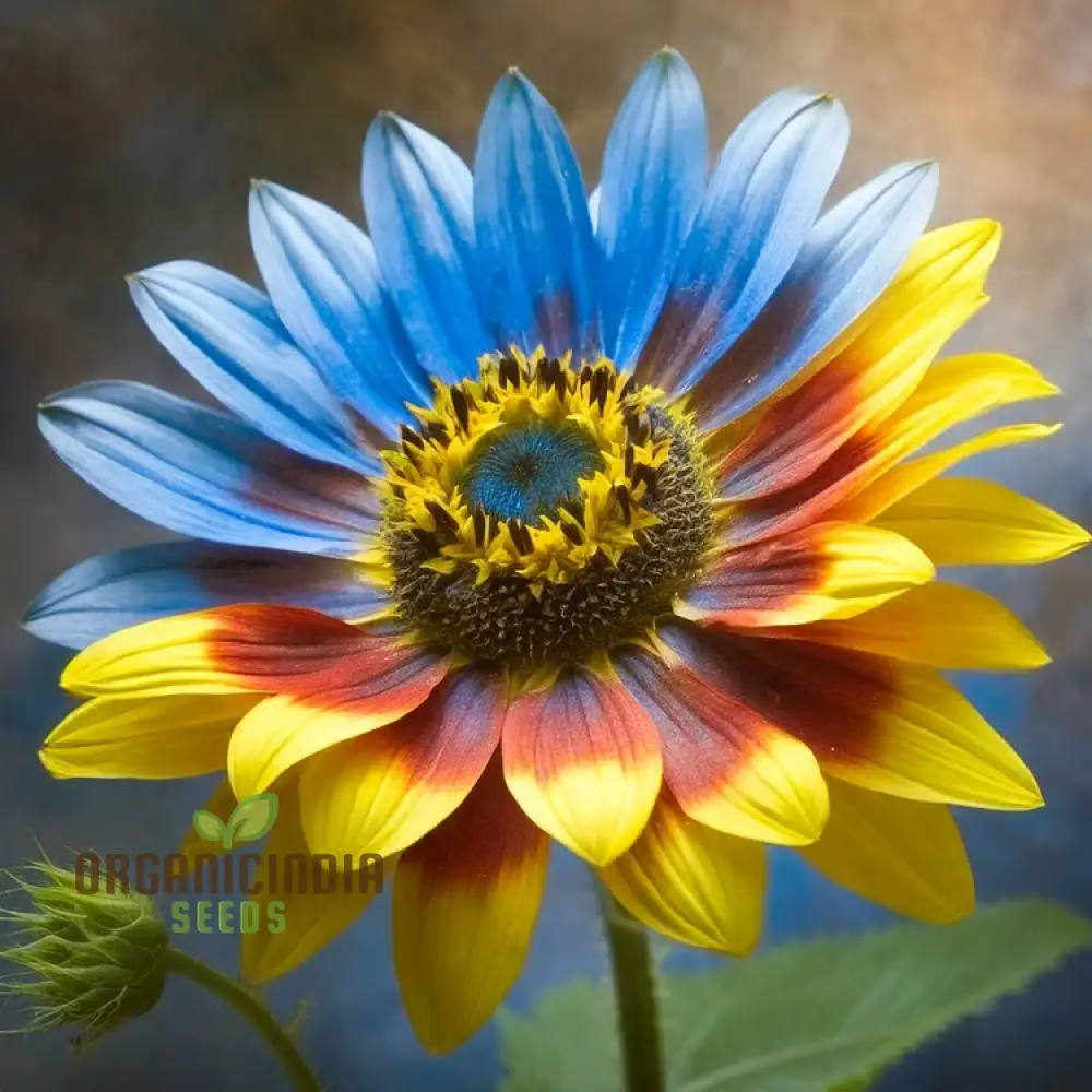 Yellow Blue Blooms to Your Garden, Planting Guide for Yellow Blue Sunflower Seeds - Image 4