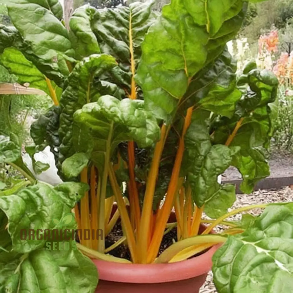 Yellow Chard Seeds - Vibrant and Nutritious Additions to Your Garden and Plate