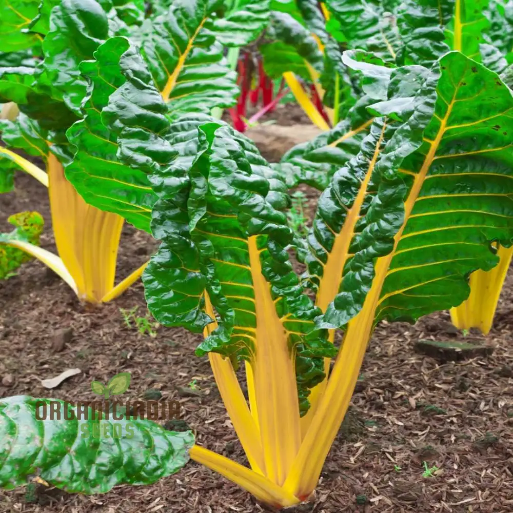 Yellow Chard Seeds - Vibrant and Nutritious Additions to Your Garden and Plate - Image 3