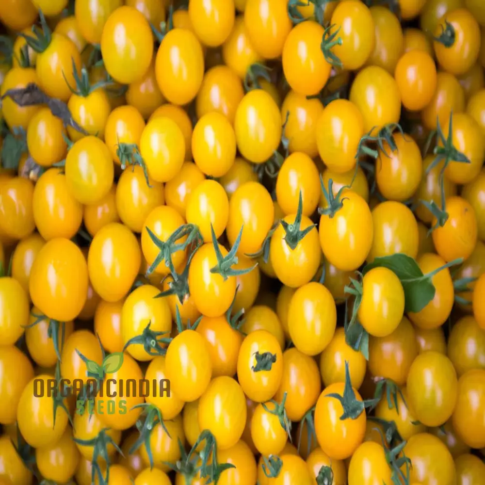 Yellow Cherry Tomato Vegetable Seeds Growing Golden Delights, A Comprehensive Guide to Planting and Gardening - Image 4