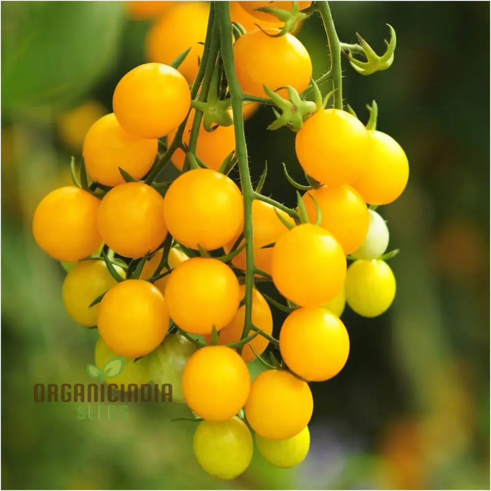 Yellow Cherry Tomato Vegetable Seeds Growing Golden Delights, A Comprehensive Guide to Planting and Gardening - Image 5
