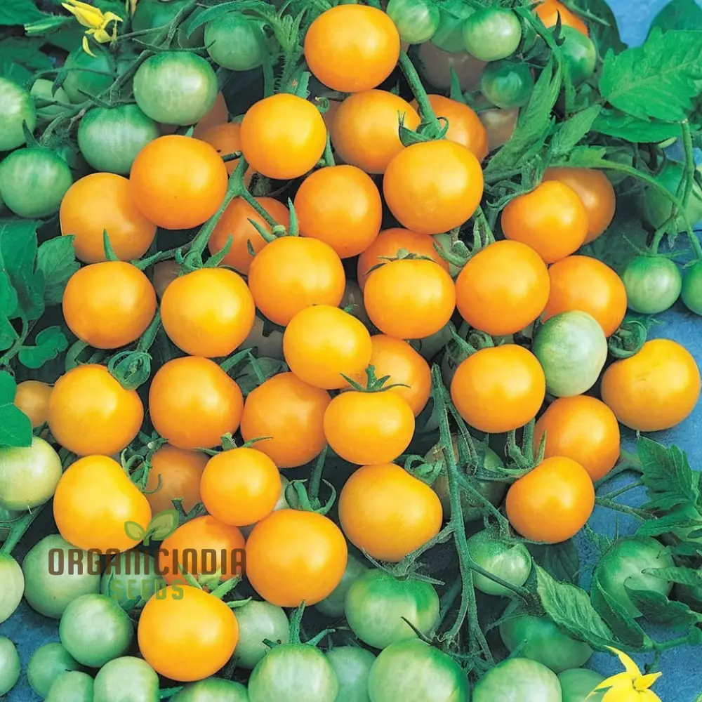 Yellow Cherry Tomato Vegetable Seeds Growing Golden Delights, A Comprehensive Guide to Planting and Gardening - Image 6