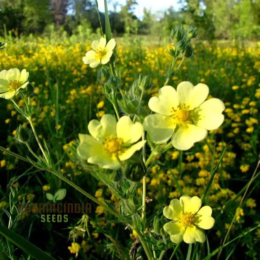 Yellow Cinquefoil Seeds ,Elevate Your Gardening Experience with Vibrant, Long-Lasting Blooms