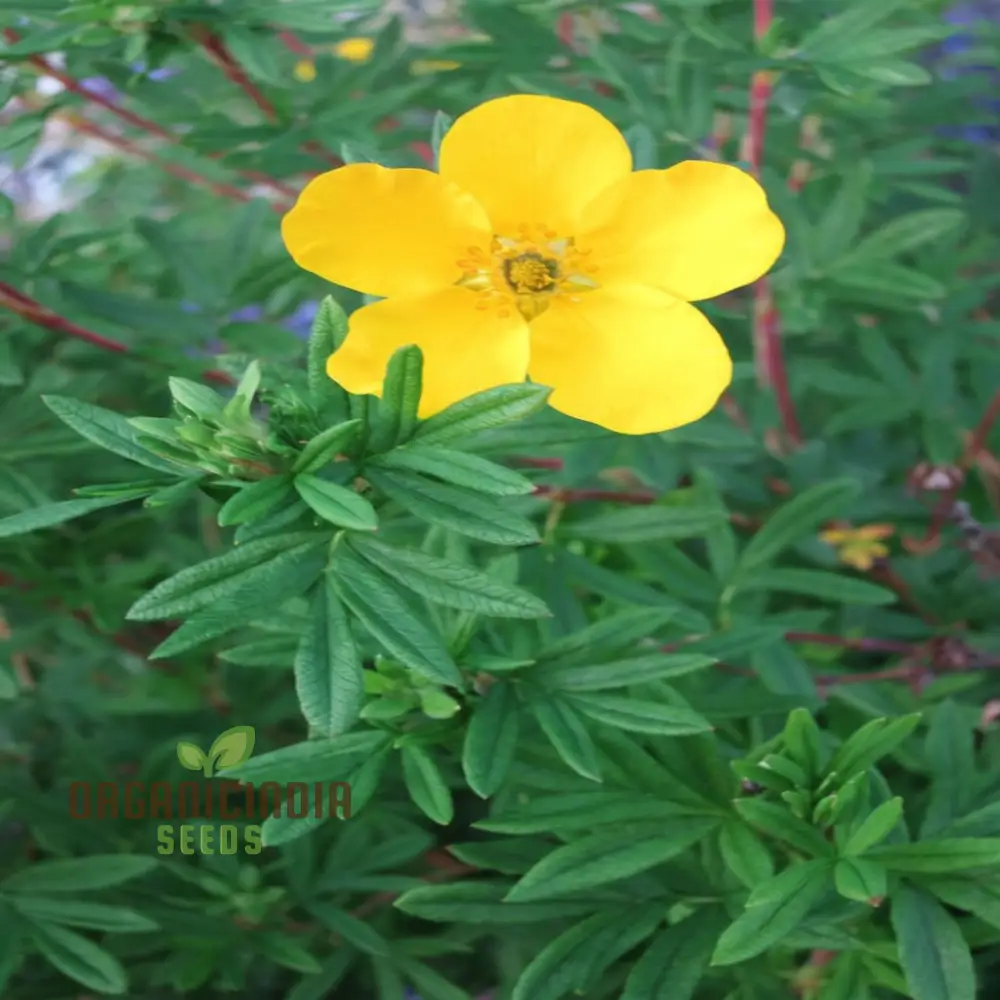 Yellow Cinquefoil Seeds ,Elevate Your Gardening Experience with Vibrant, Long-Lasting Blooms - Image 3