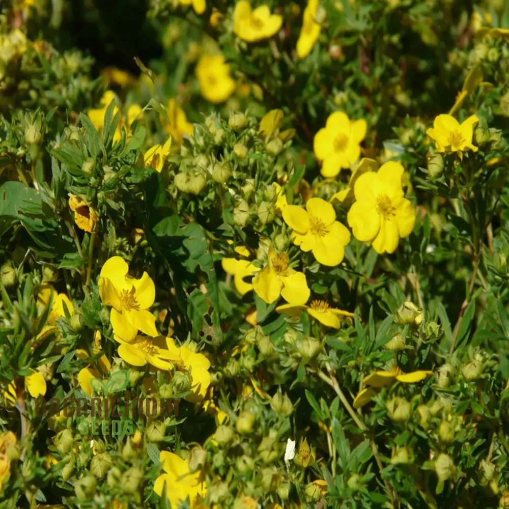 Yellow Cinquefoil Seeds ,Elevate Your Gardening Experience with Vibrant, Long-Lasting Blooms - Image 4