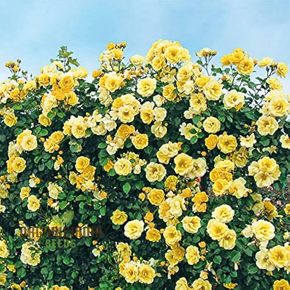 Yellow Climbing Rose Flower Seeds Pack - 20 High-Quality Seeds for Gardening Enthusiasts, Beautiful Climbing Roses for Your Garden or Patio