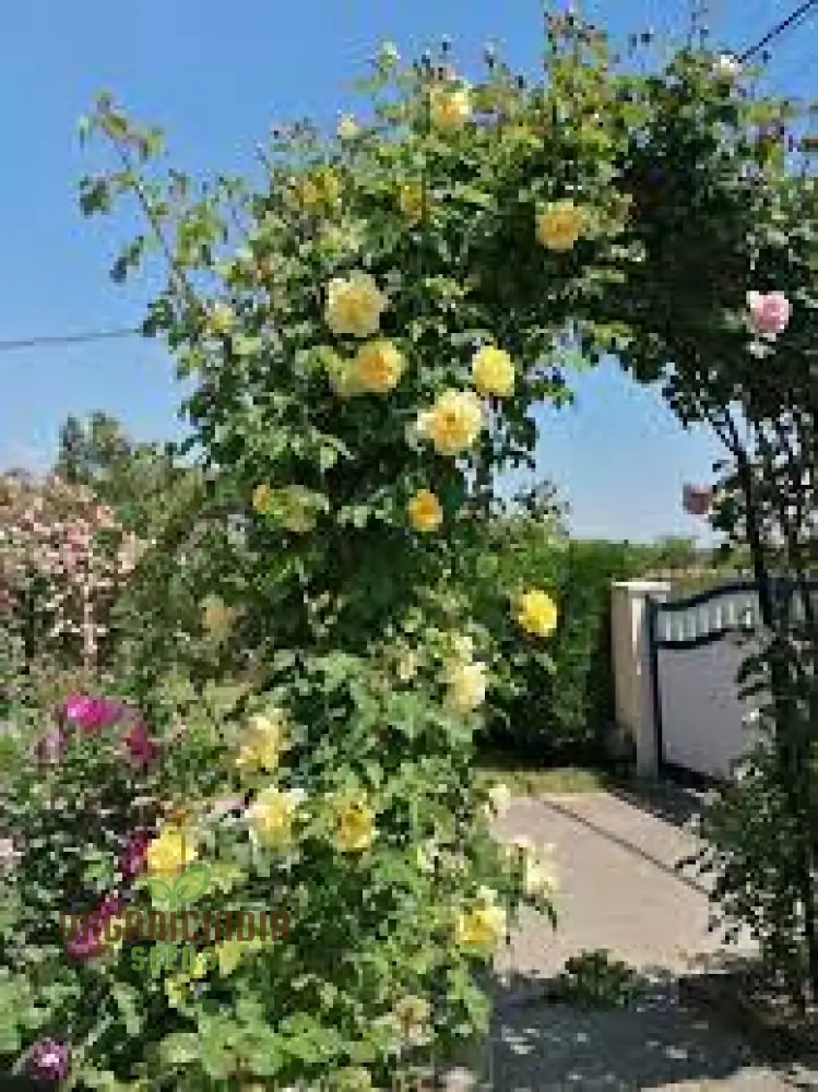 Yellow Climbing Rose Flower Seeds Pack - 20 High-Quality Seeds for Gardening Enthusiasts, Beautiful Climbing Roses for Your Garden or Patio - Image 3