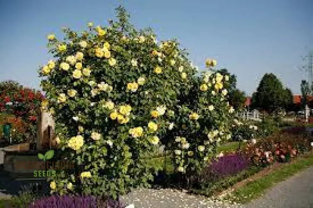 Yellow Climbing Rose Flower Seeds Pack - 20 High-Quality Seeds for Gardening Enthusiasts, Beautiful Climbing Roses for Your Garden or Patio - Image 4