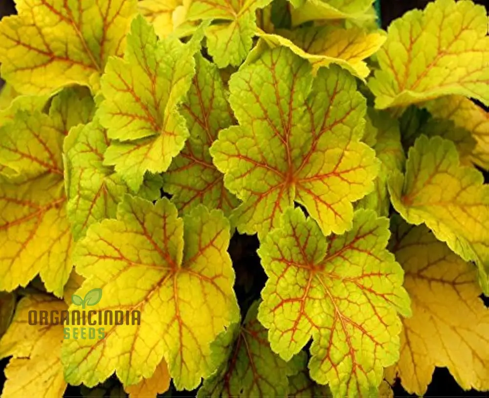 Yellow Coleus Seeds for Planting, Premium High-Quality Seeds for Vibrant Garden