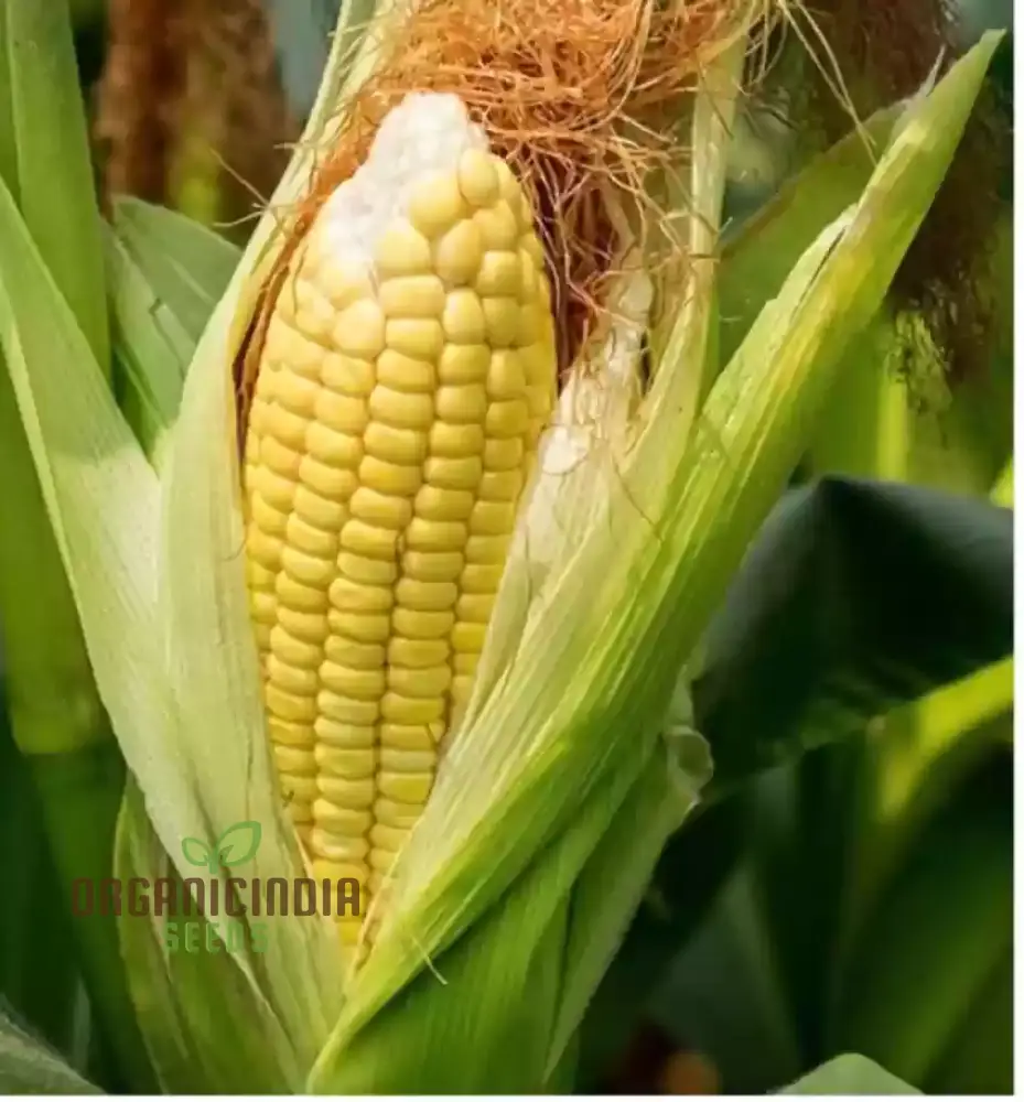 Golden Common Corn Seeds, High-Quality Seeds for Abundant Corn Harvests