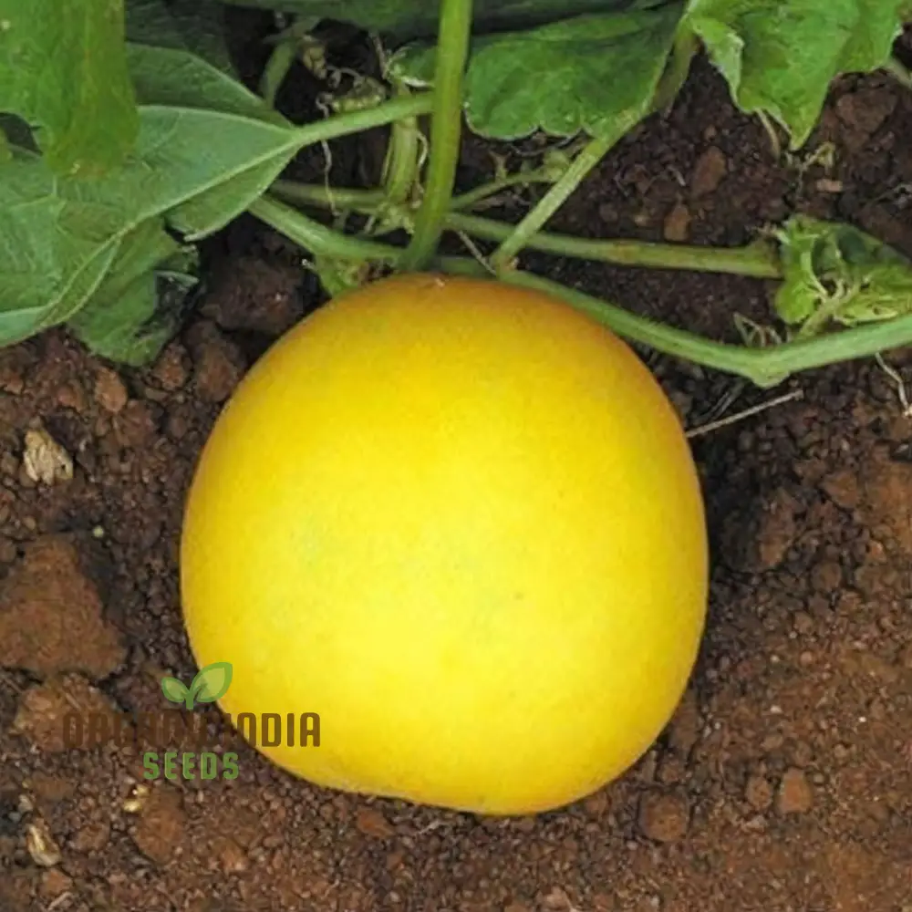 Yellow Cucumber Seeds, Premium Grow Your Own Sunshine vegetable seeds or Vibrant Gardens