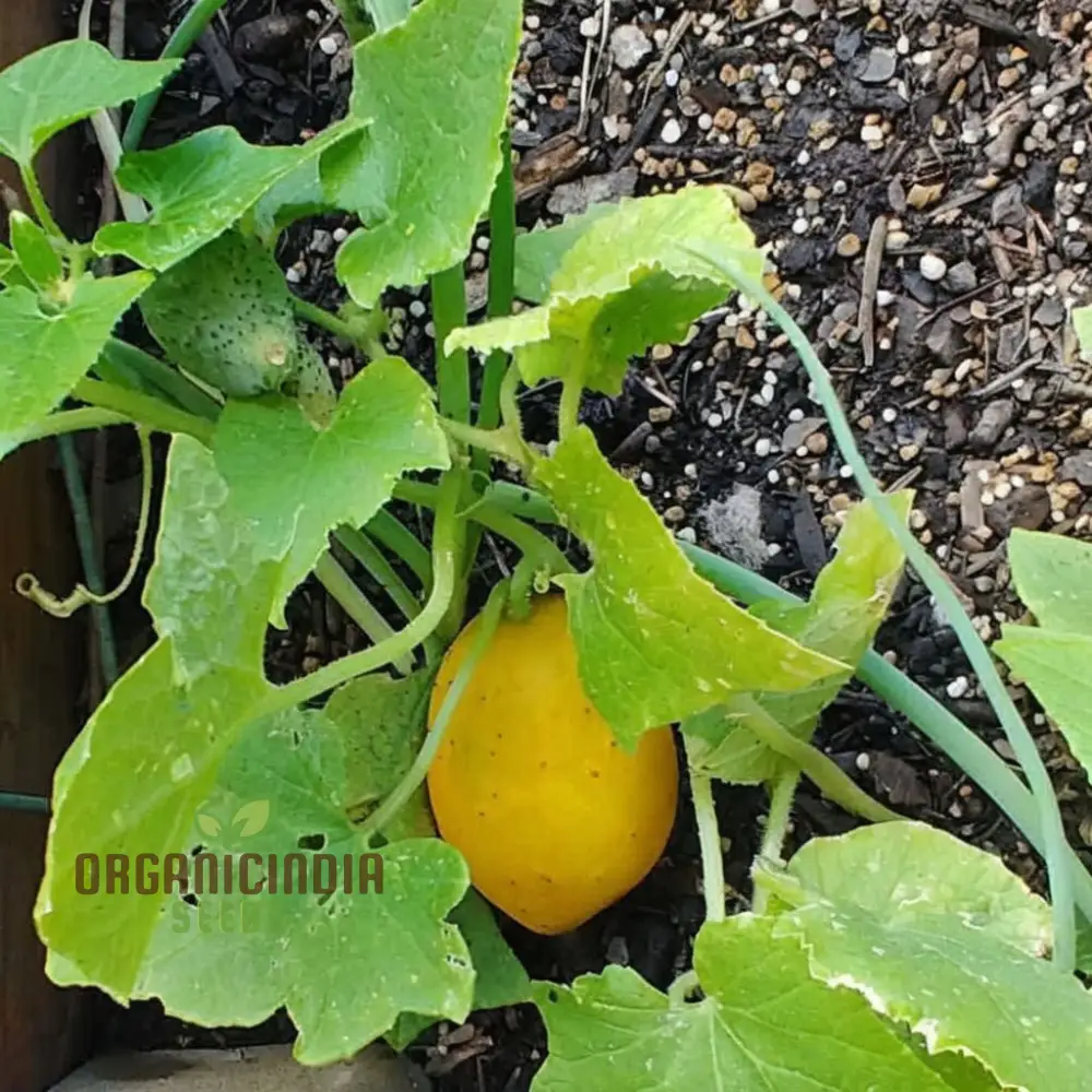 Yellow Cucumber Seeds, Premium Grow Your Own Sunshine vegetable seeds or Vibrant Gardens - Image 3