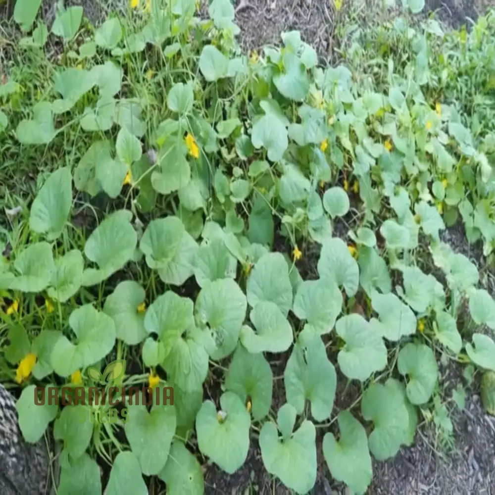 Yellow Cucumber Seeds, Premium Grow Your Own Sunshine vegetable seeds or Vibrant Gardens - Image 4