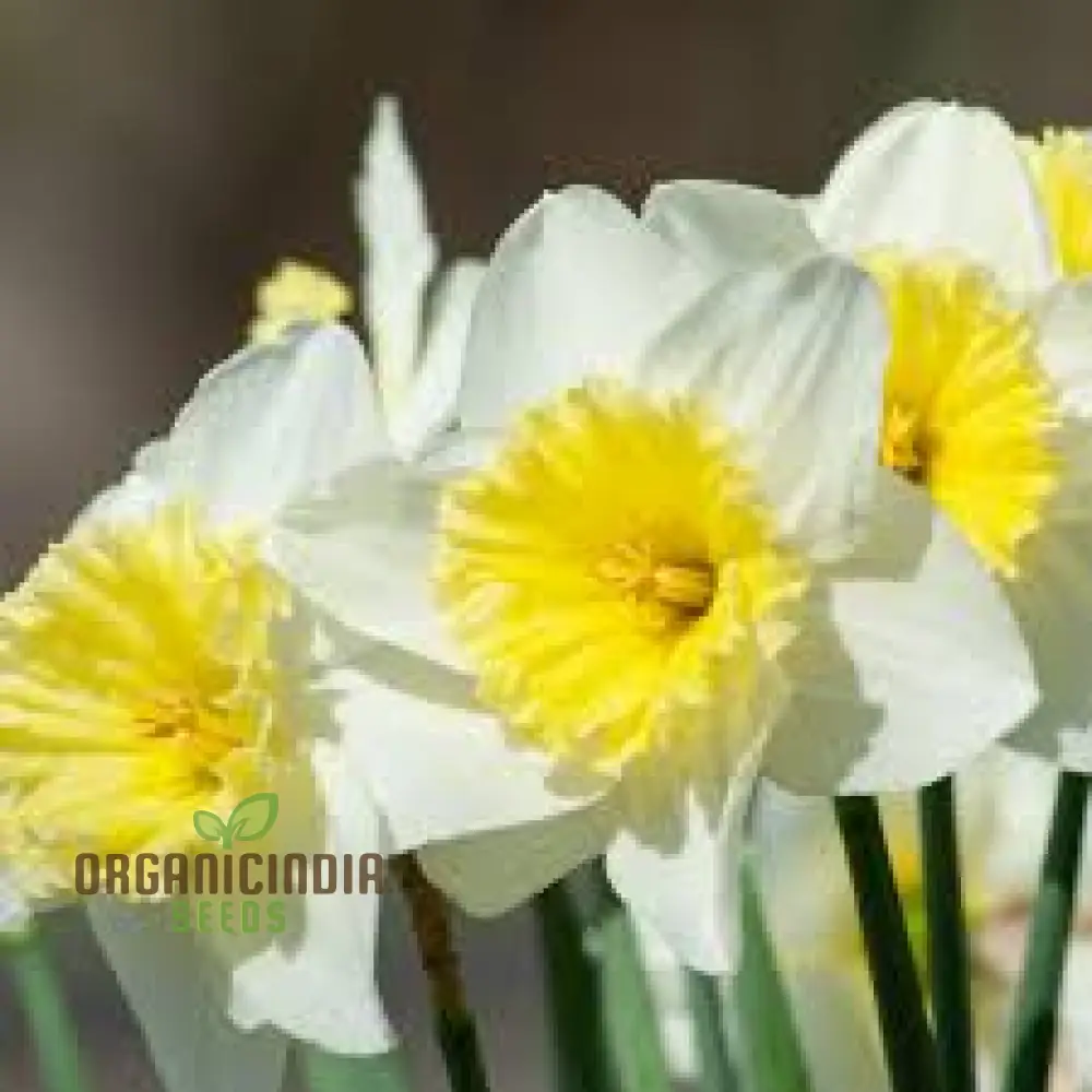 Yellow Daffodil Bulbs for Planting, Daffodil Bulbs for Fall Planting, Narcissus Flower Bulbs Perennial